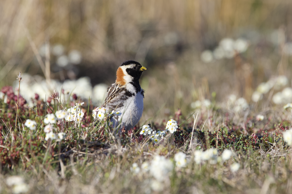 Lapland Longspur - ML598226421