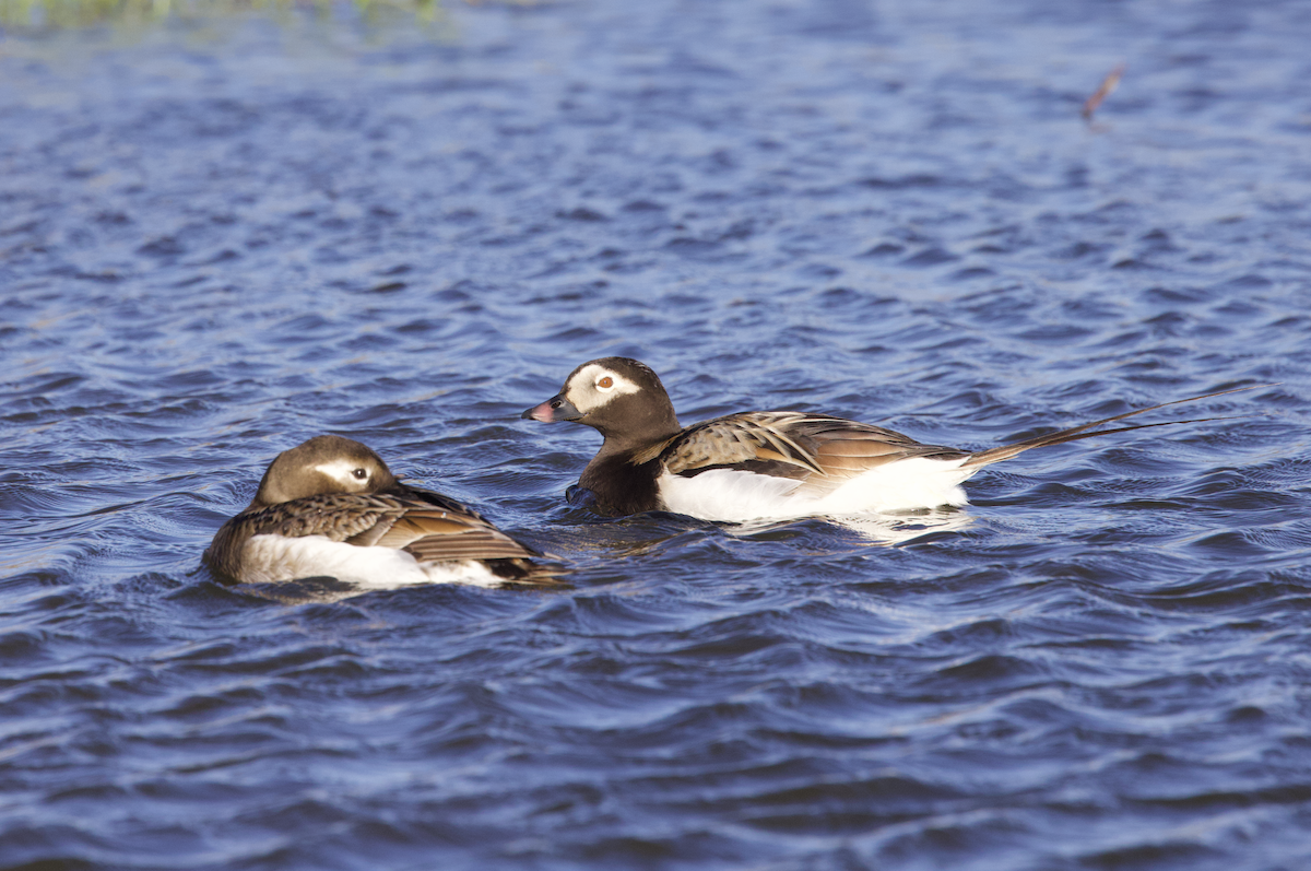 Long-tailed Duck - ML598226721