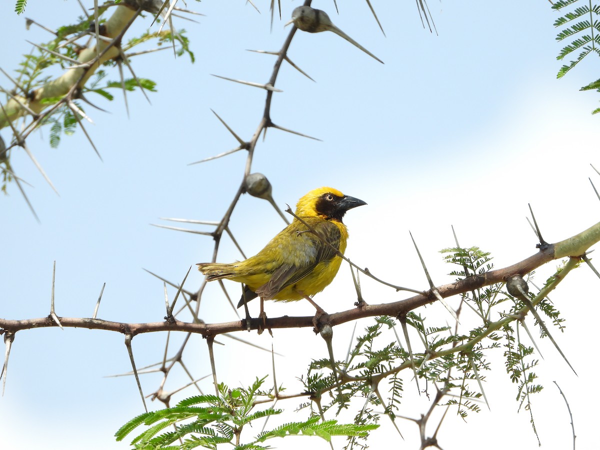 Heuglin's Masked-Weaver - ML598227011