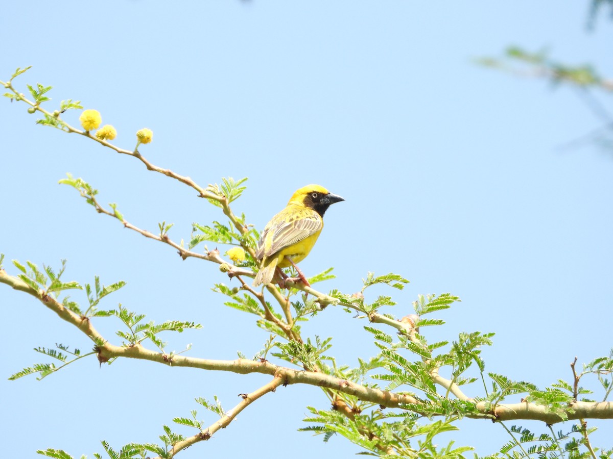 Heuglin's Masked-Weaver - Jonathan Onongo