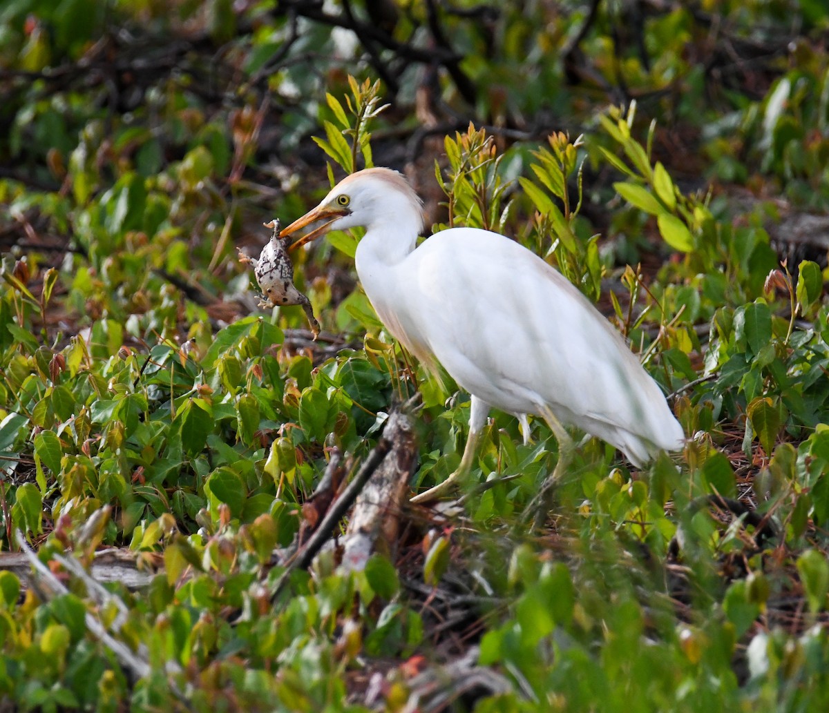 Western Cattle-Egret - David Chernack