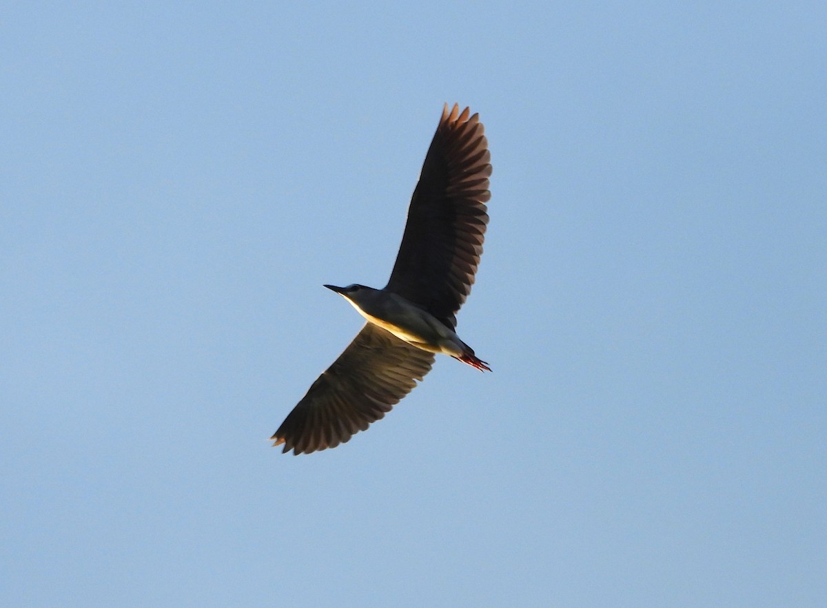 Black-crowned Night Heron - ML598228161