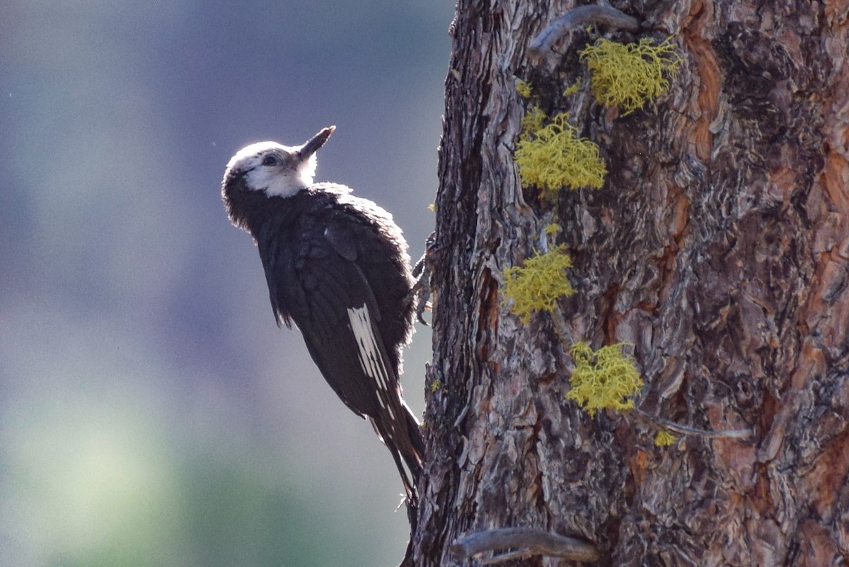 White-headed Woodpecker - ML598228271