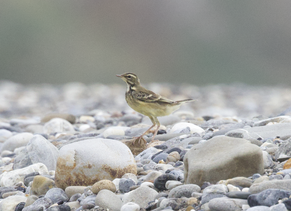 Eastern Yellow Wagtail - Elliott Ress