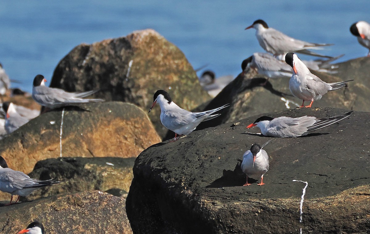 Roseate Tern - ML598229191