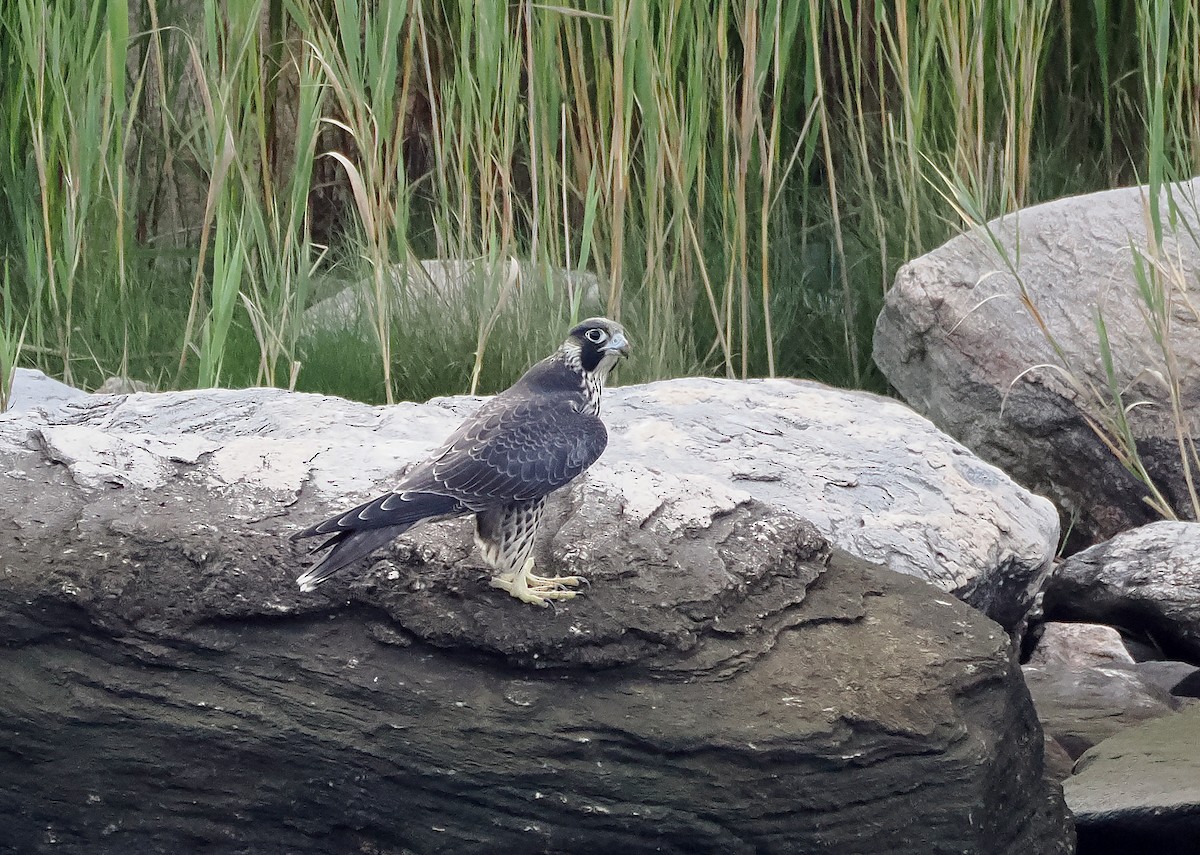 Peregrine Falcon - Bill Rankin