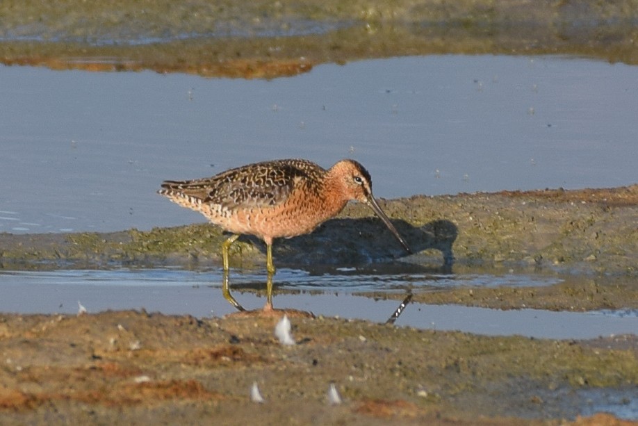 langnebbekkasinsnipe - ML598229561