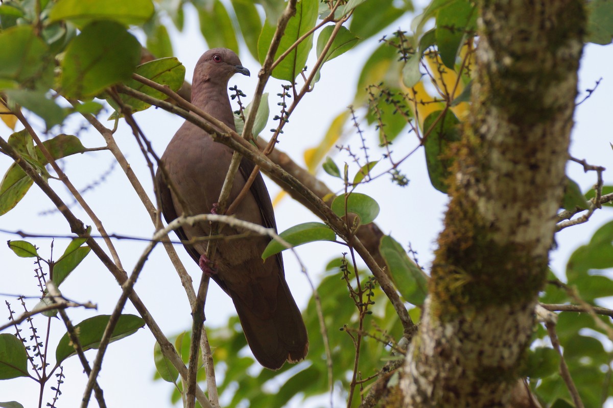 Pigeon à bec noir - ML598230391