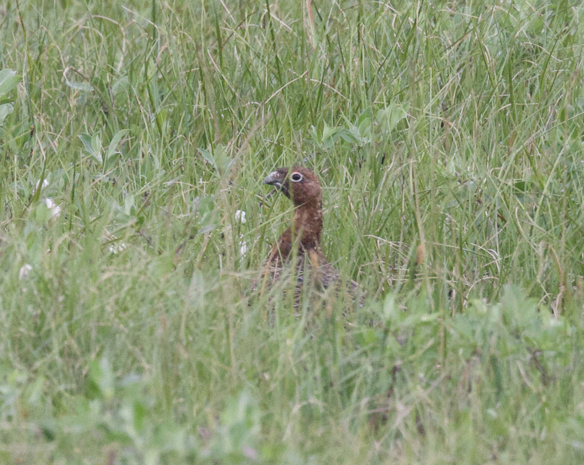 カラフトライチョウ（lagopus グループ） - ML598230481