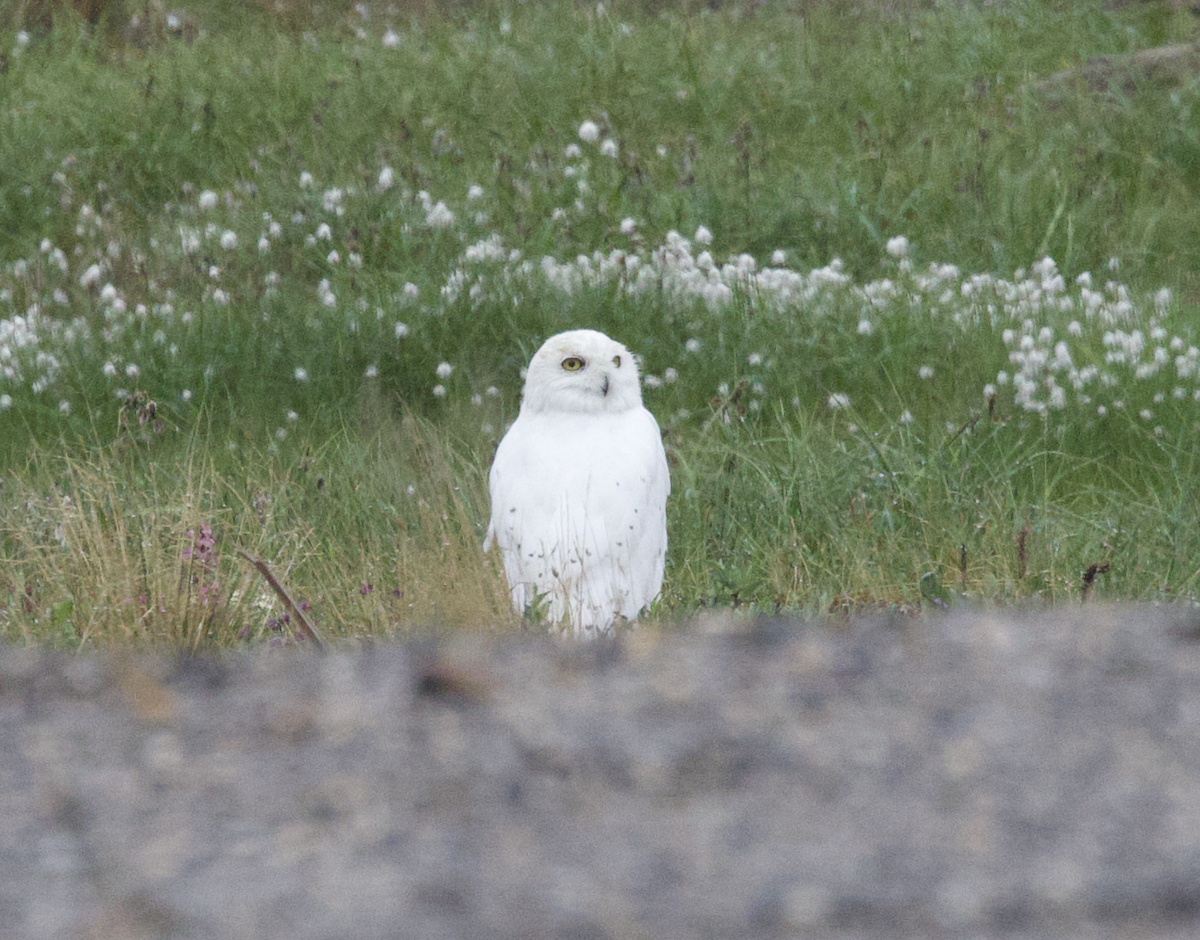 Snowy Owl - ML598231371