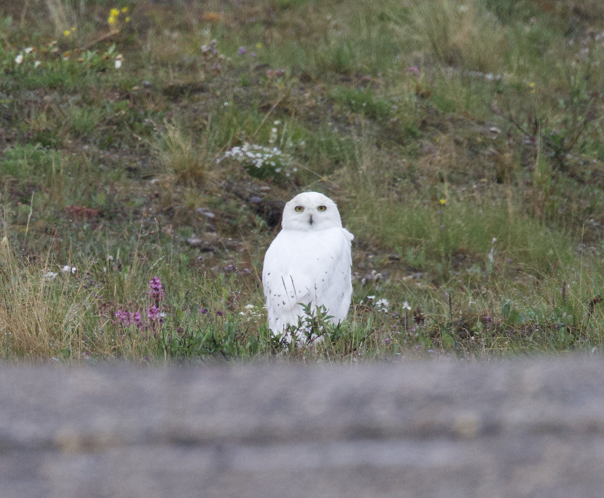 Snowy Owl - ML598231421