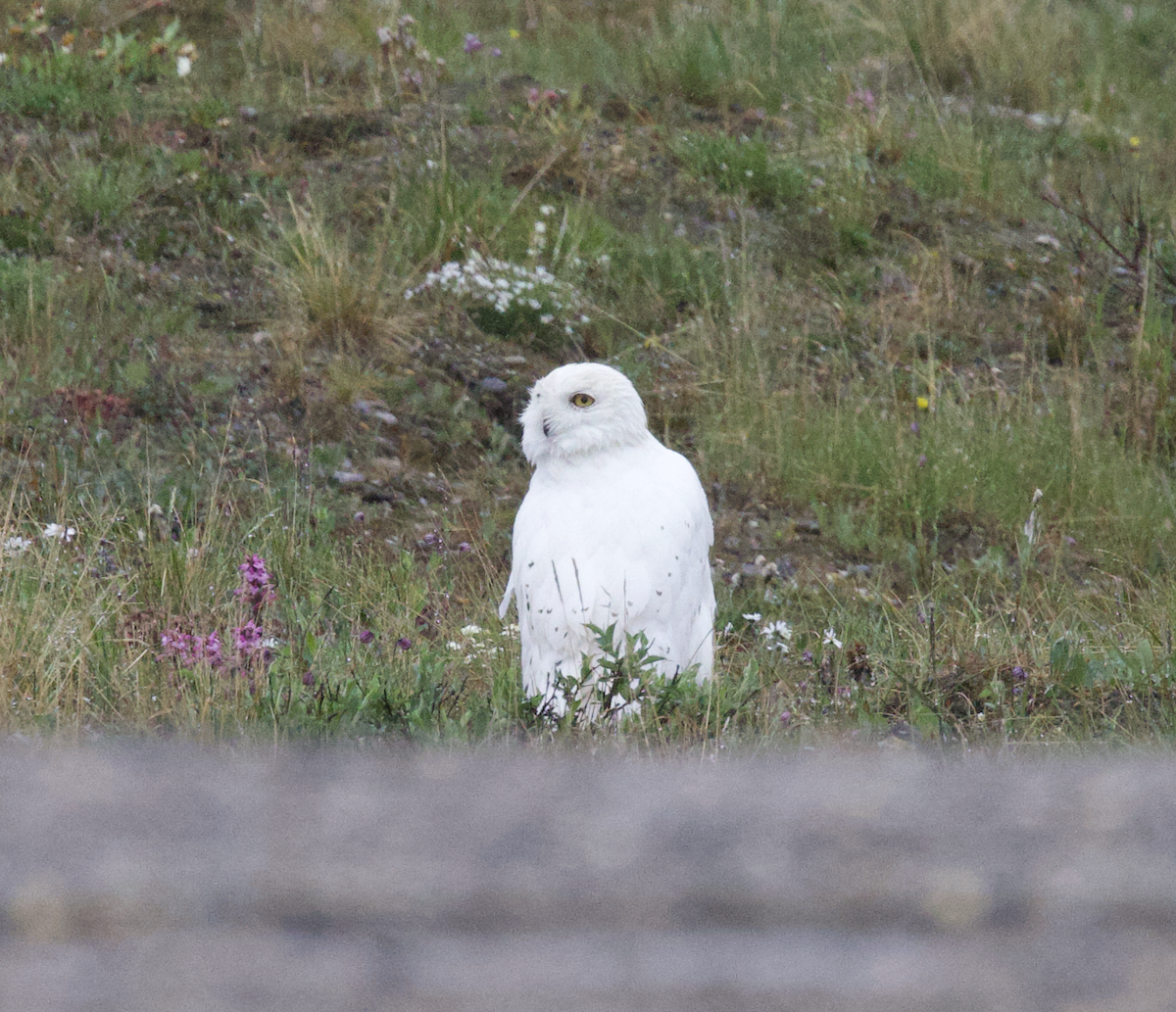 Snowy Owl - ML598231451