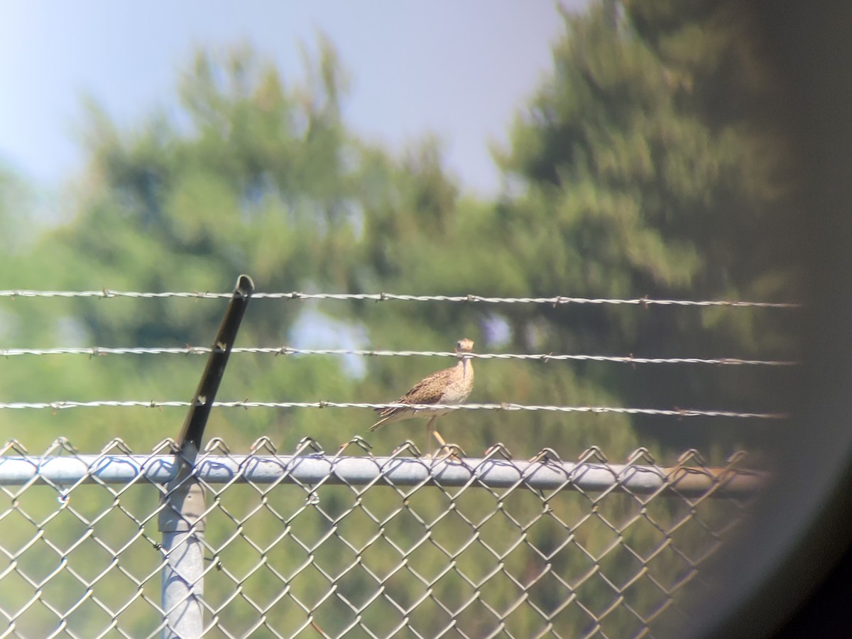 Upland Sandpiper - ML598231521