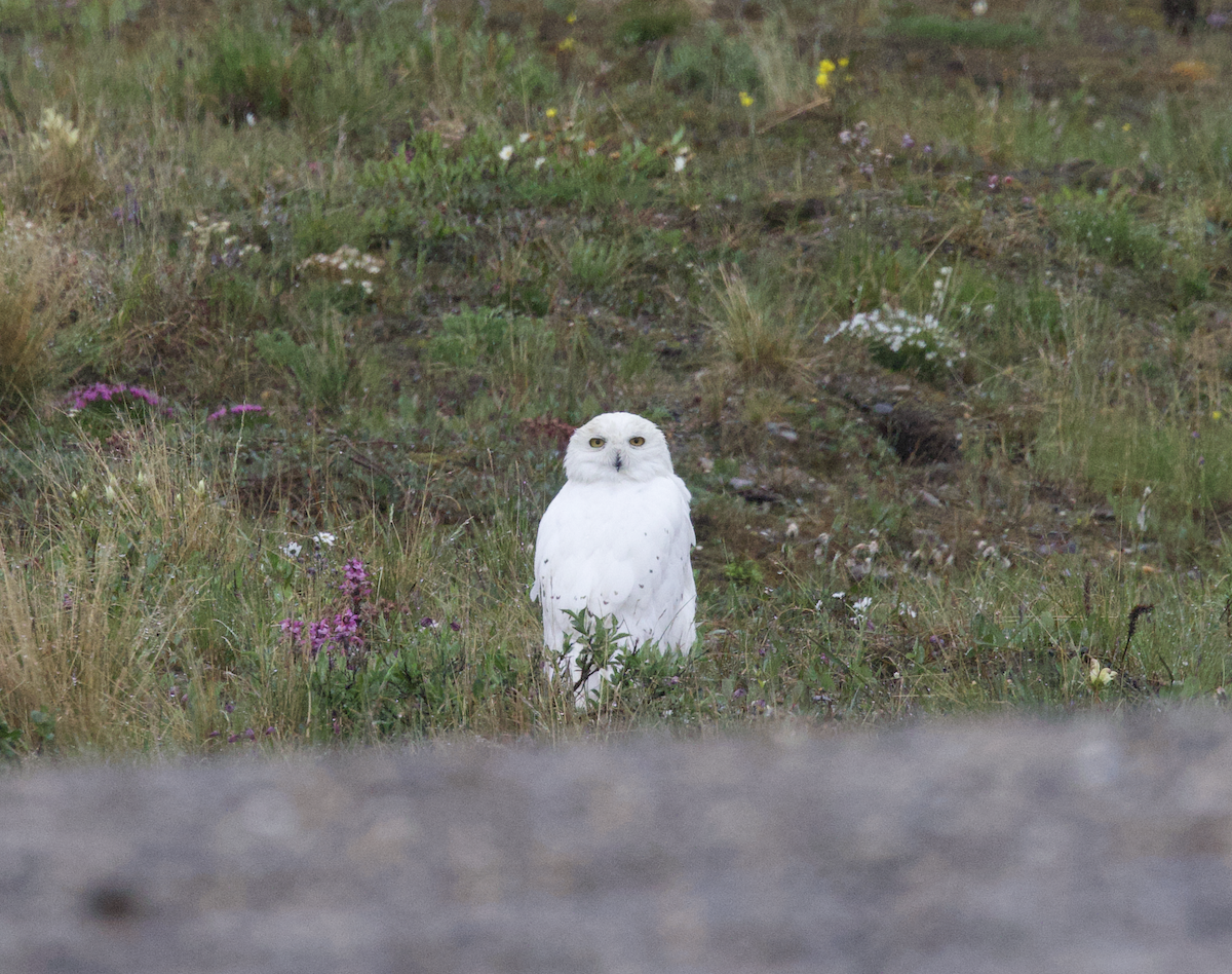 Snowy Owl - ML598231661