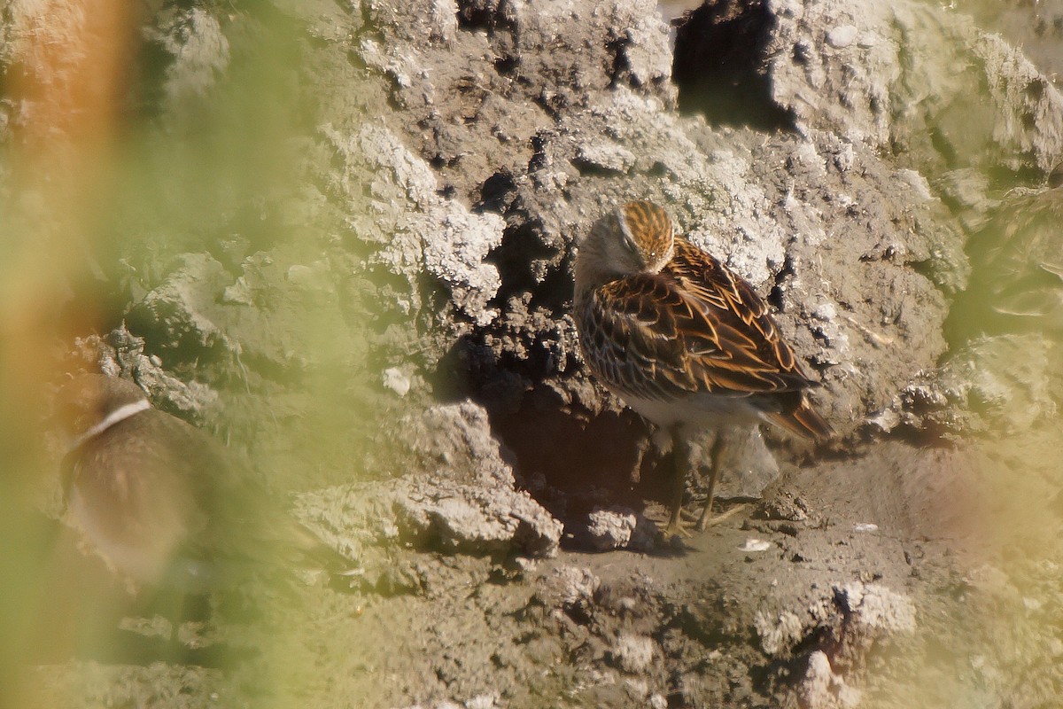 Sharp-tailed Sandpiper - ML598231911