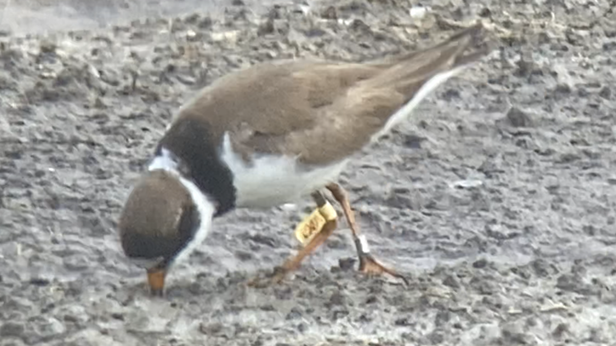 Semipalmated Plover - ML598232621
