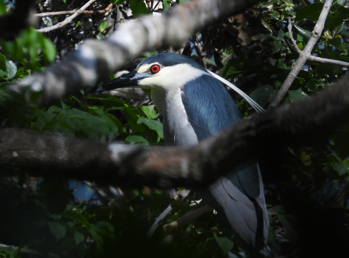 Black-crowned Night Heron - Francesco Barberini