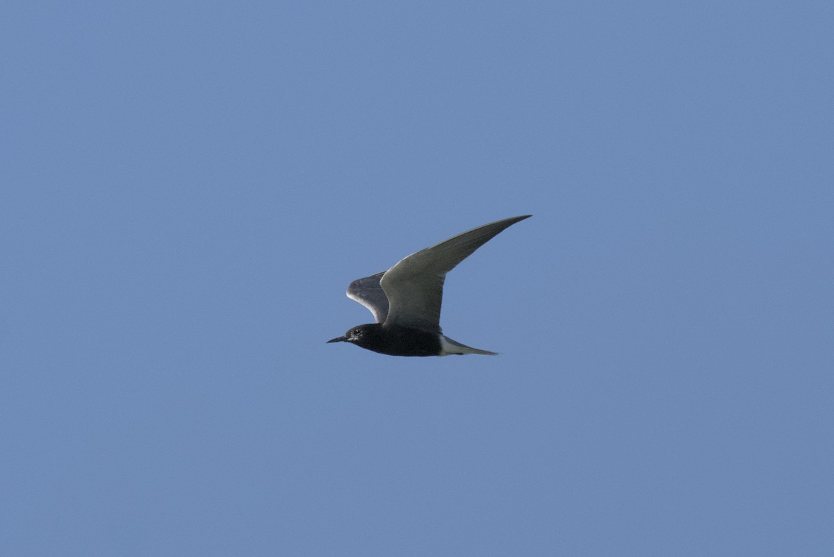 Black Tern - ML598233661