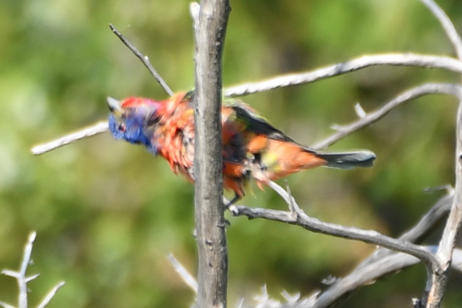 Painted Bunting - ML598233711