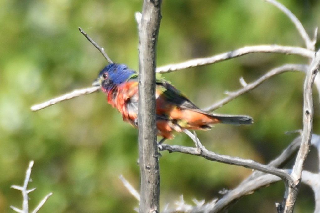 Painted Bunting - ML598233721