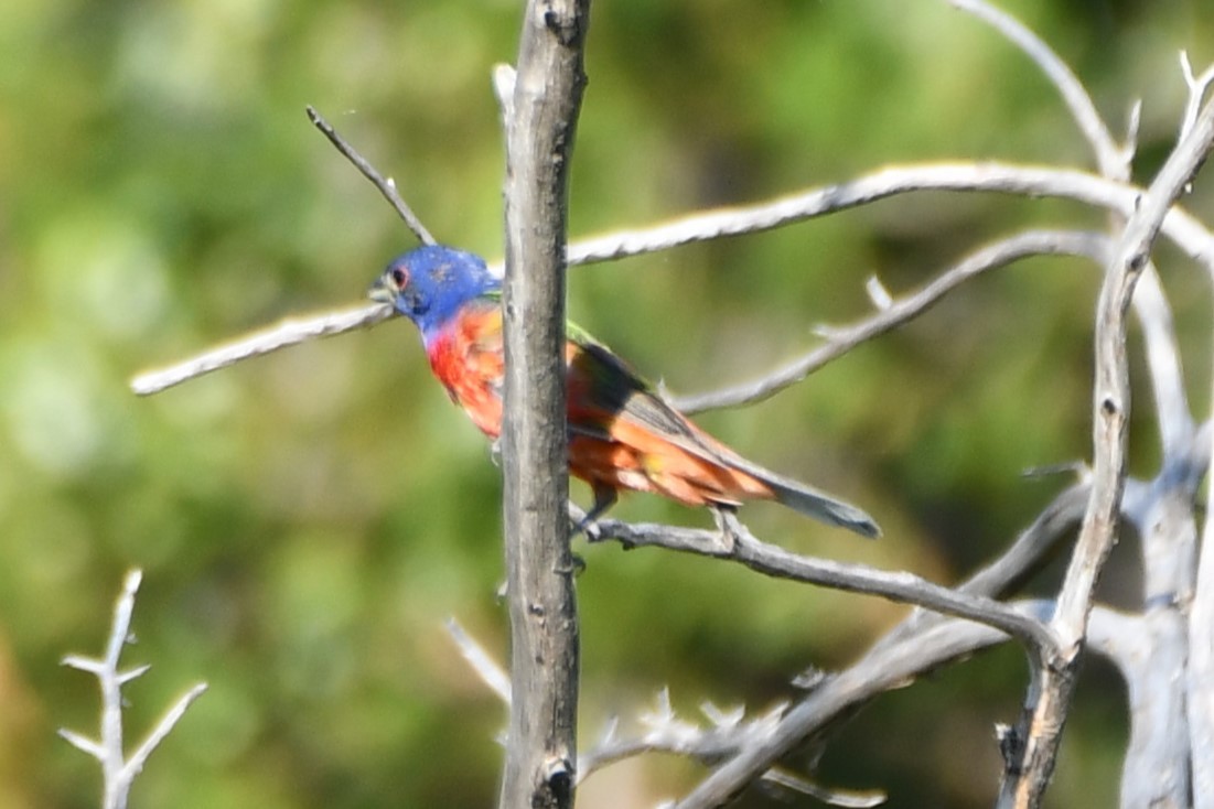 Painted Bunting - ML598233731