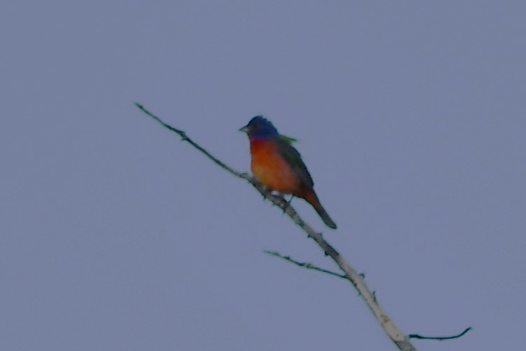 Painted Bunting - ML598233741