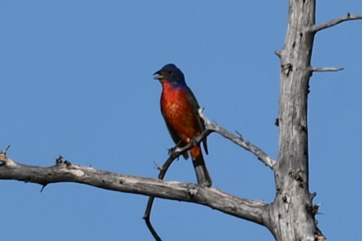 Painted Bunting - ML598233771