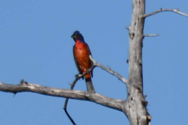 Painted Bunting - ML598233781