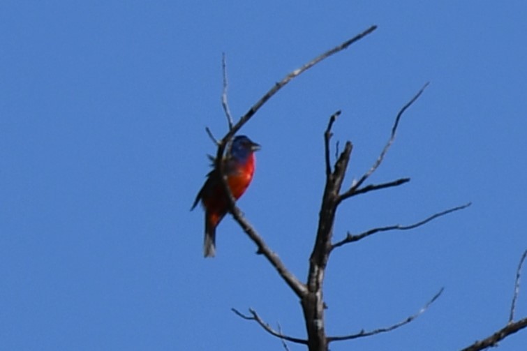 Painted Bunting - ML598233801
