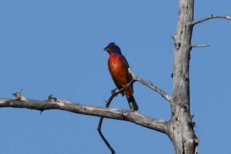 Painted Bunting - ML598233811