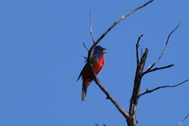 Painted Bunting - ML598233831