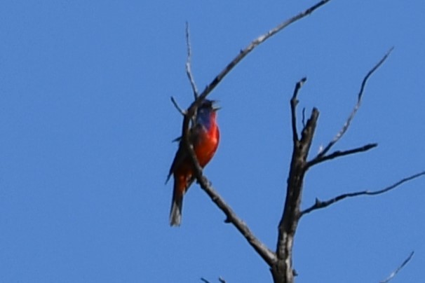 Painted Bunting - ML598233841