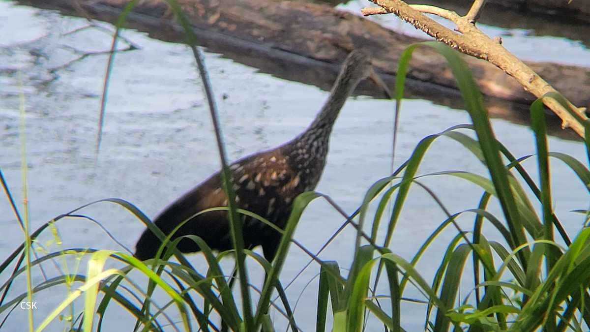 Limpkin - CHRISTOPHER KEEN