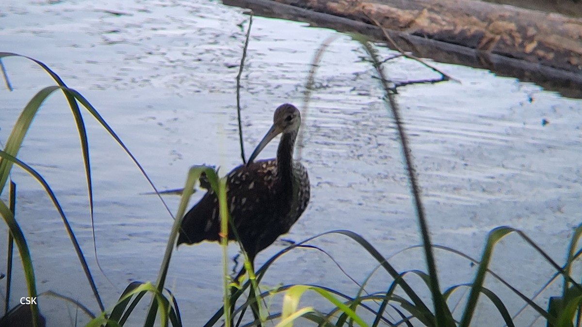 Limpkin - CHRISTOPHER KEEN