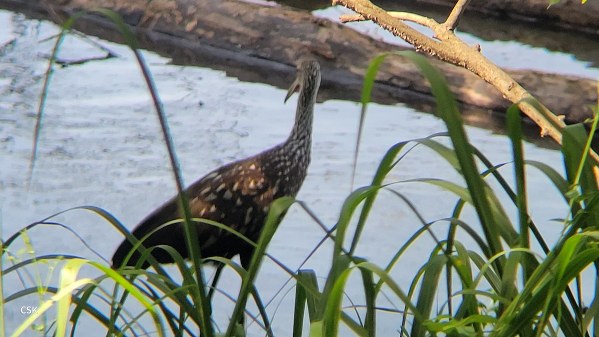 Limpkin - CHRISTOPHER KEEN