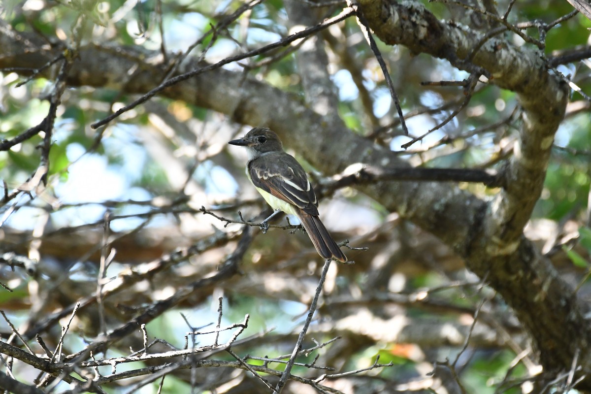 Great Crested Flycatcher - ML598234331