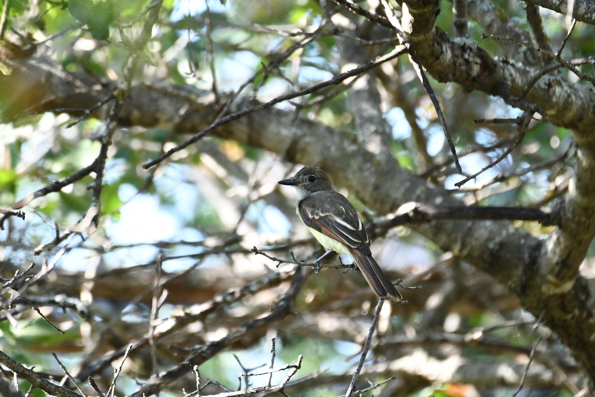Great Crested Flycatcher - ML598234341