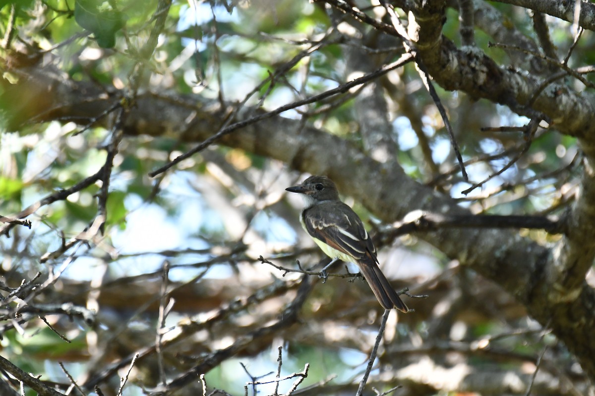 Great Crested Flycatcher - ML598234351