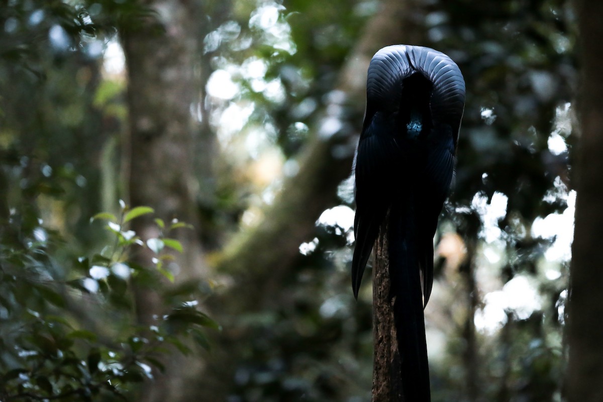 Black Sicklebill - Mathieu Bally