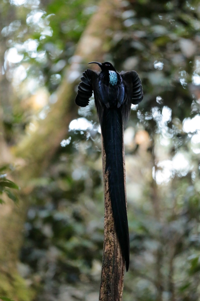 Black Sicklebill - Mathieu Bally