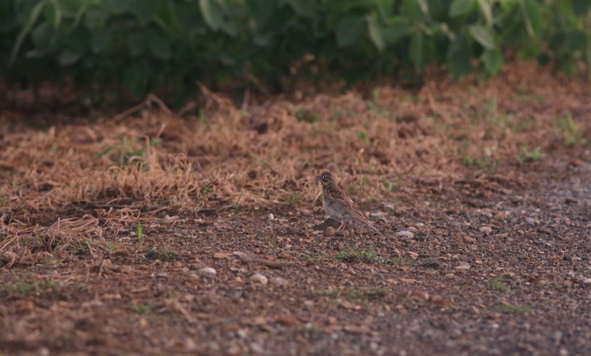 Vesper Sparrow - ML598236391