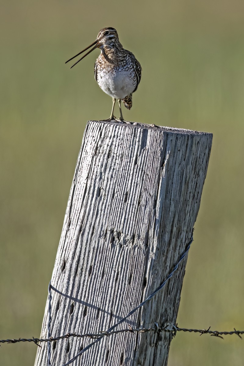 Wilson's Snipe - ML598236991