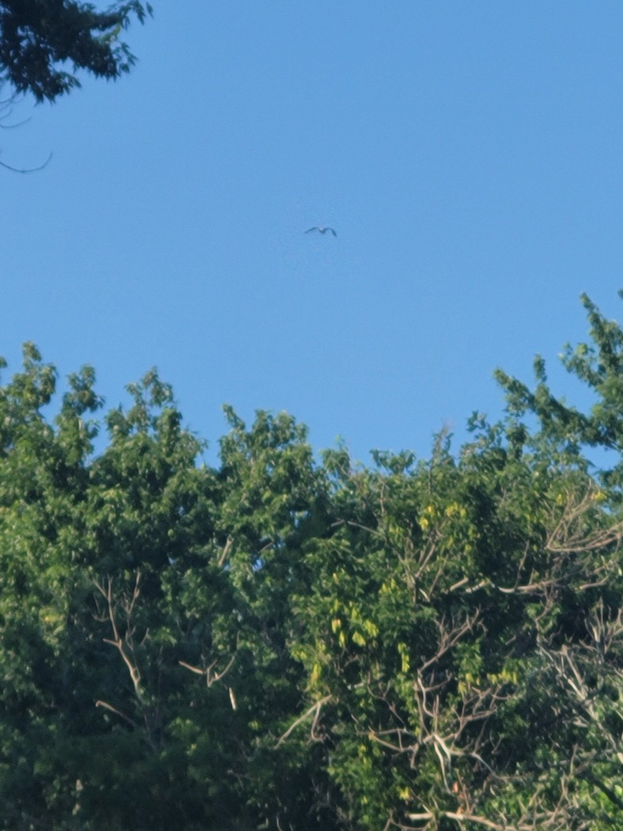 Great Black-backed Gull - ML598237471