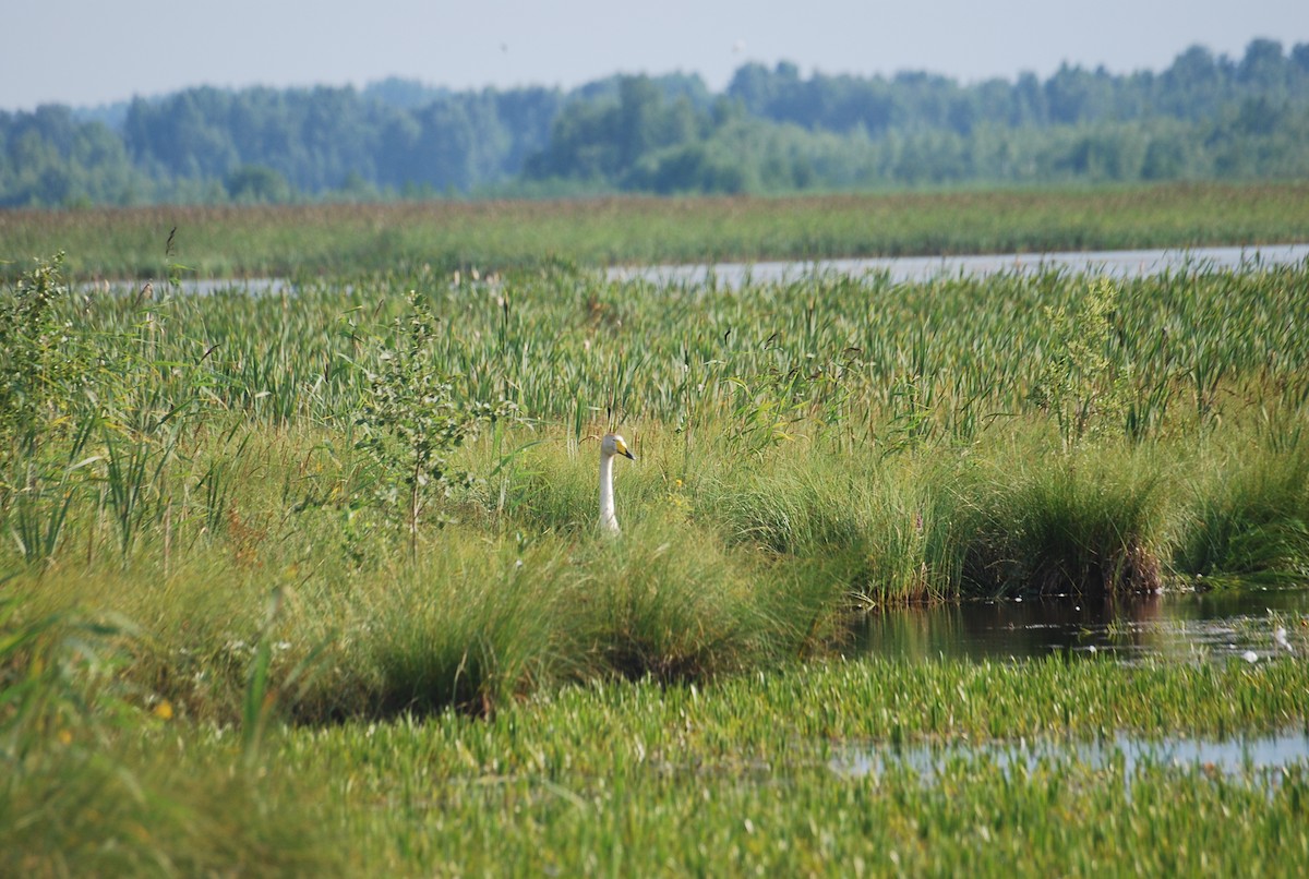 Whooper Swan - ML598238741