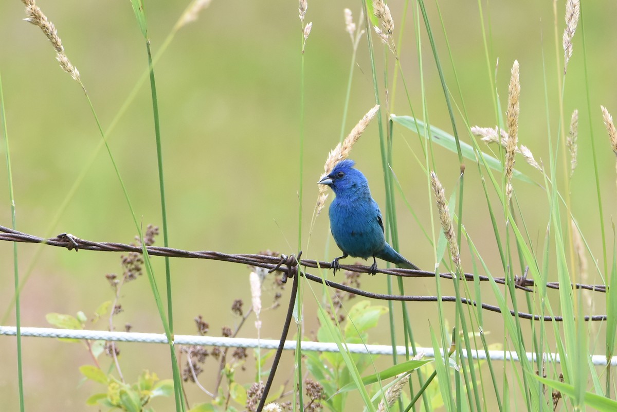 Indigo Bunting - Norma Van Alstine