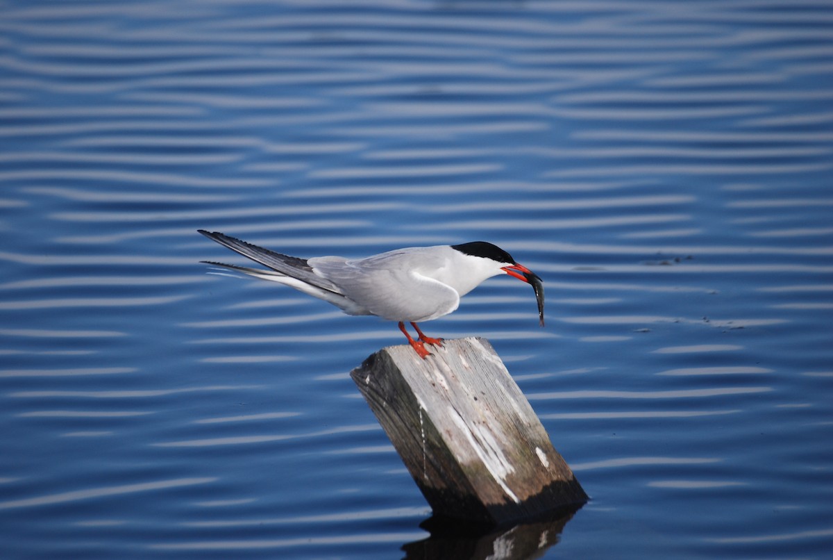 Common Tern - Ferran Navàs