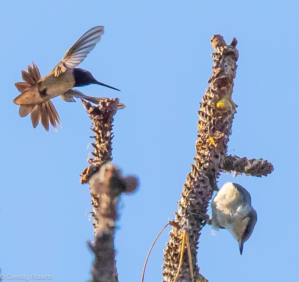 Pygmy Nuthatch - Ceredig  Roberts