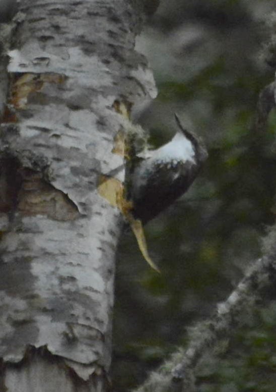 White-throated Treerunner - ML598239951