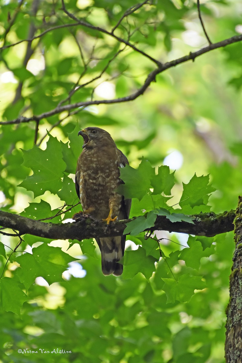 Broad-winged Hawk - Norma Van Alstine