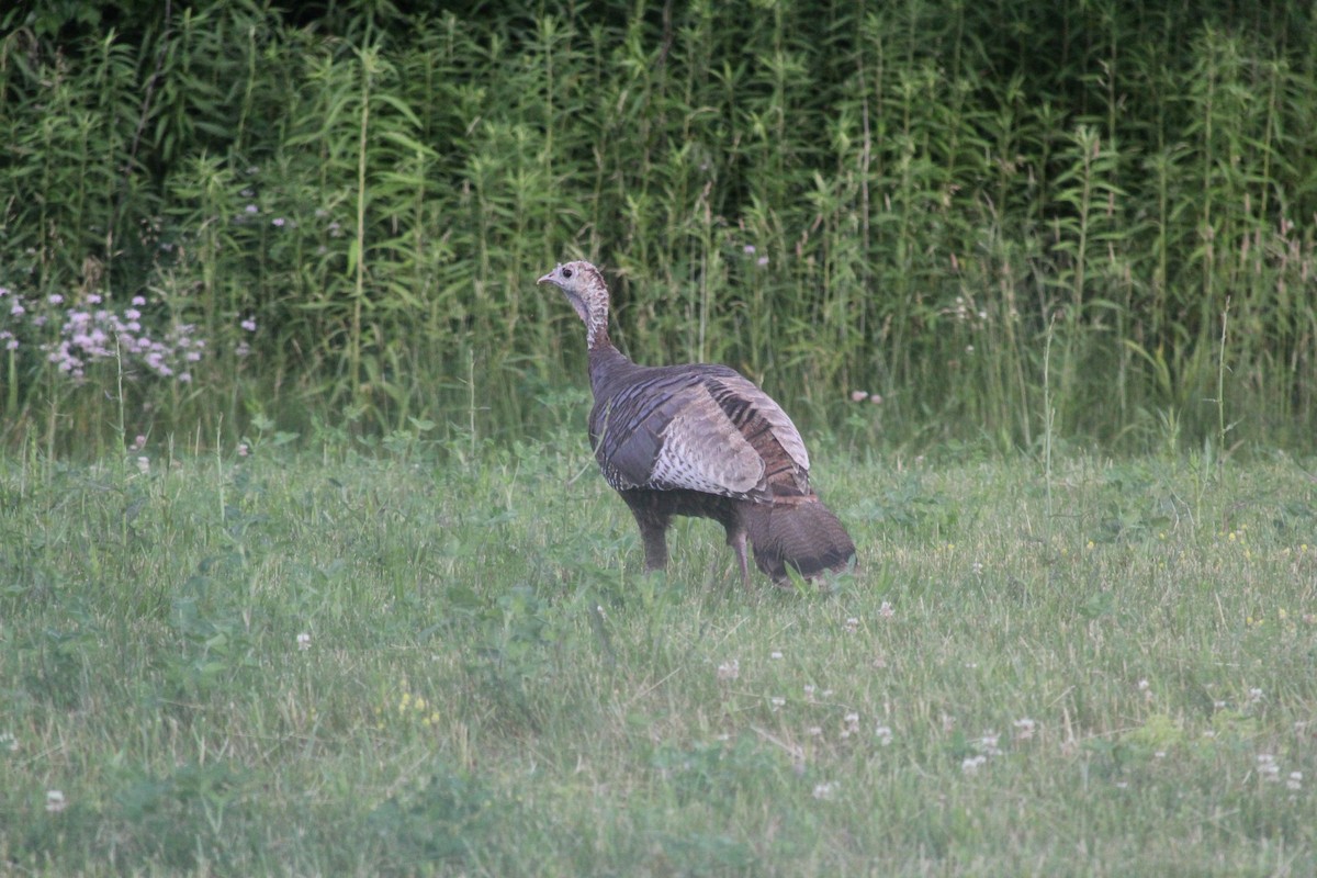 Wild Turkey - ML598241161